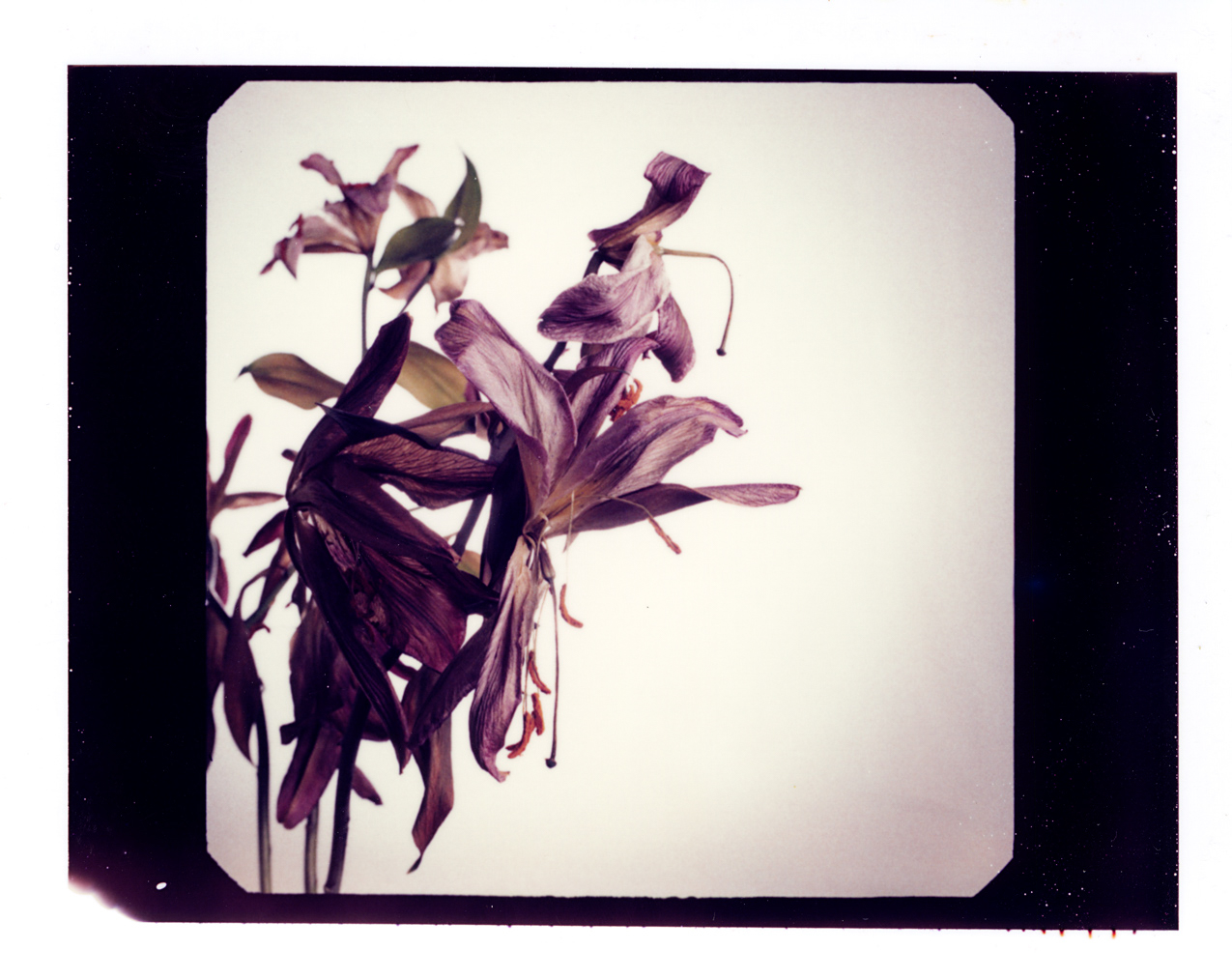 680_polaroid-100